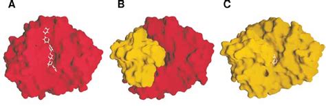 Figure 1 from Structure and Function of a Family 10 β-Xylanase Chimera ...