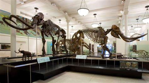 Mammoth or Mastodon: What's the Difference? | AMNH