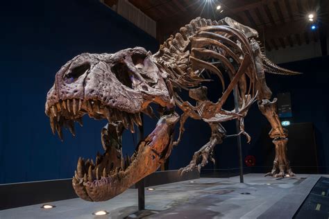 Fossil Of Tyrannosaur From 75 Million Years Ago Reveals What It Had As ...