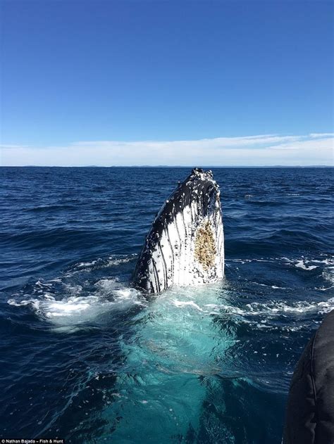 Watch the moment fishermen have a close encounter with a pod of WHALES ...