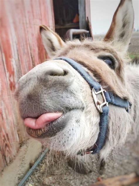 Lovely donkey | Cute donkey, Animals beautiful, Animals