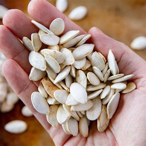 Fresh Giant Pumpkin Seeds — American Seed Store