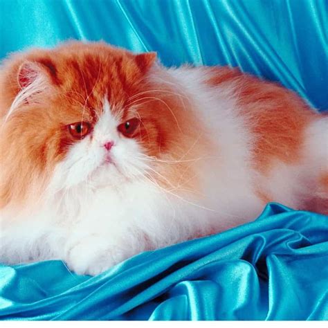 The Glorious Persian Cats: Profile, Facts, and Care - Life & Cats