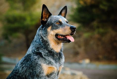 Australian Cattle Dog | Description, Temperament, Images, & Facts ...