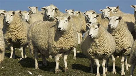 Getting to Know the Different Breeds of Sheeps | A Listly List