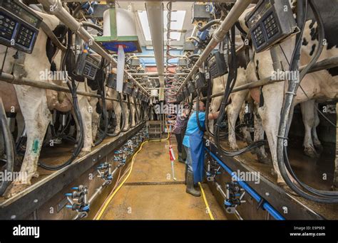 Dairy farming, Holstein cows being milked in herringbone milking ...