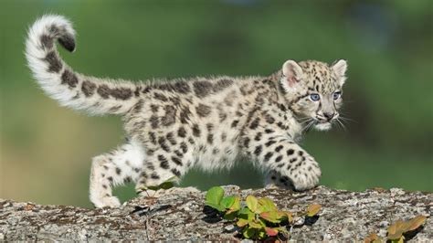 Snow Leopard facts and photos