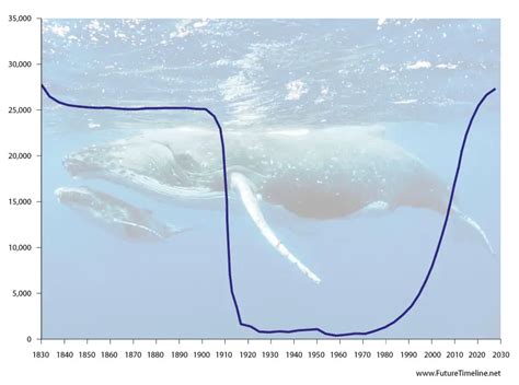 Humpback Whale Population Map