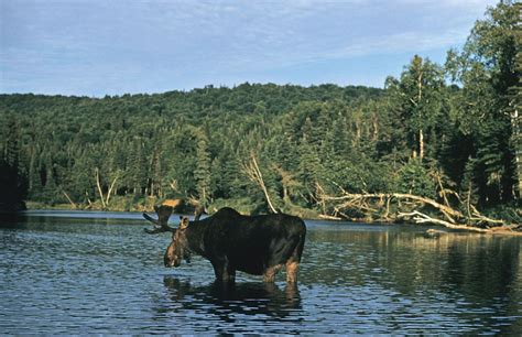 Moose | Habitat, Size, Weight, Diet, Antlers, & Facts | Britannica