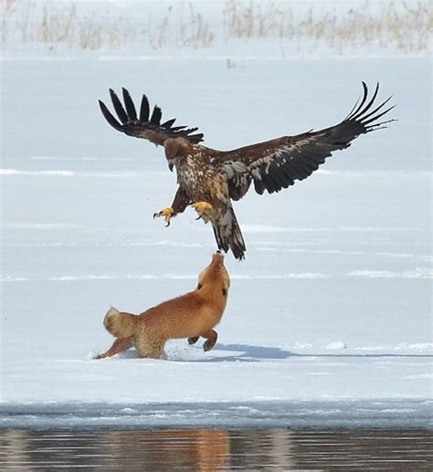 Hunting Wild Animals Using A Bird Of Prey - unique rare bird