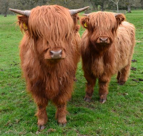 Tour Scotland Photographs: Tour Scotland Video Photographs Highland ...