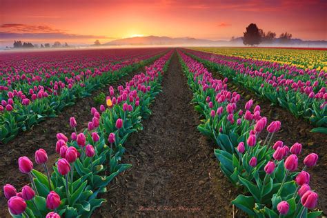 *🇺🇸 Sunrise in the RoozenGaarde Tulip Fields (Skagit Valley, Washington ...