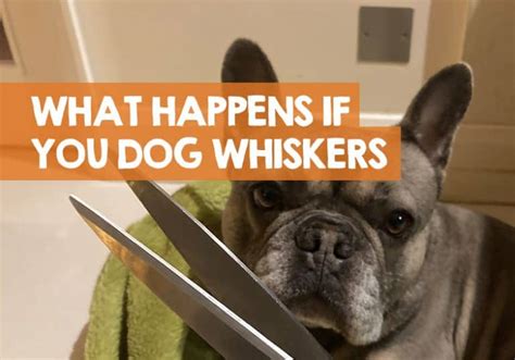 What Happens if You Cut a Dog’s Whiskers Off? (I Find Out)