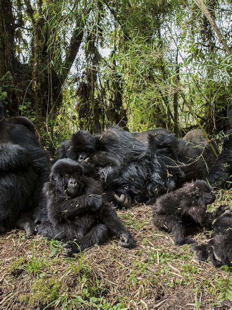 Mountain Gorilla Habitat Map