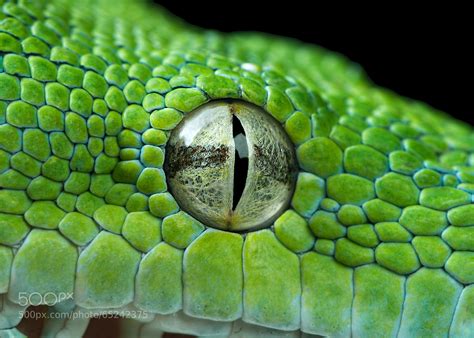 Snake eye closeup by Henrik Vind / 500px