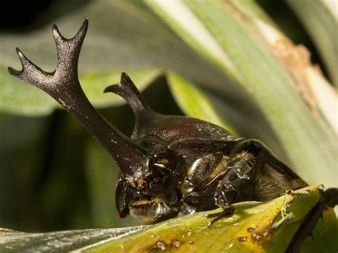 How the rhino beetle got its horn (and why it cannot lie)