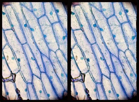 Observación microscópica de la célula vegetal. Práctica virtual