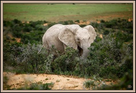 Albino Elephant! | Flickr - Photo Sharing! | Albino animals, Elephant ...