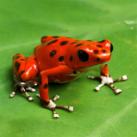 What Do Poison Dart Frogs Eat in the Rainforest? - AMPHIPEDIA