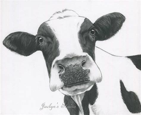 ORIGINAL Cow Art Charcoal Drawing 11x14 Holstein | Etsy Australia ...