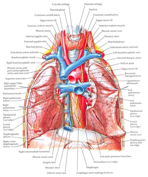 Main Bronchi with Pulmonary Arteries and Veins in Situ | Kedokteran ...