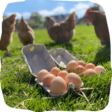 What are Free Range Eggs?