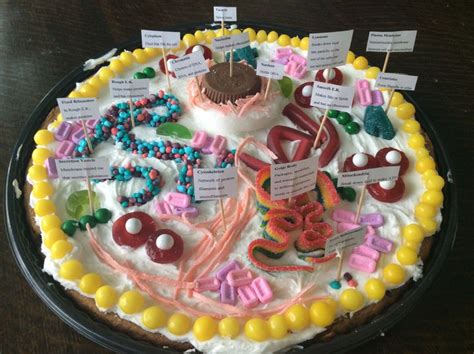 Pin by Leigh Leigh on Educational | Edible cell, Animal cell, Plant ...