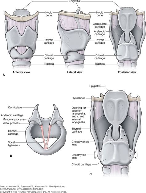 Chapter 28. Larynx | The Big Picture: Gross Anatomy | AccessMedicine ...