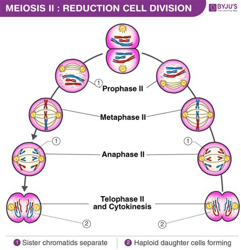 Meiosis Phases: - Explore the various stages of meiosis