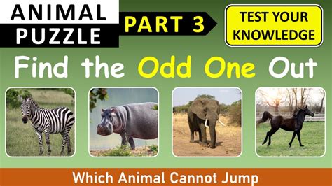 Find the ODD ONE OUT - GK Quiz on Animals: Part 3 | Choose the Odd one ...