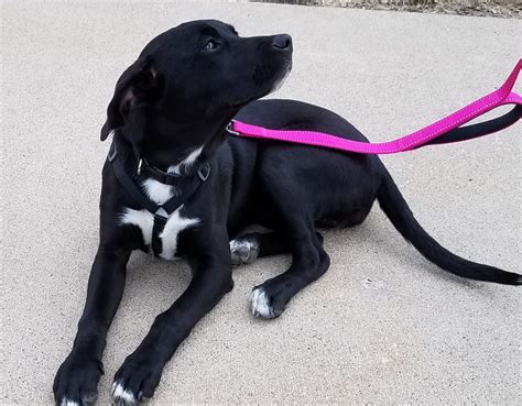 Black Labrador Retriever & Terrier Mix