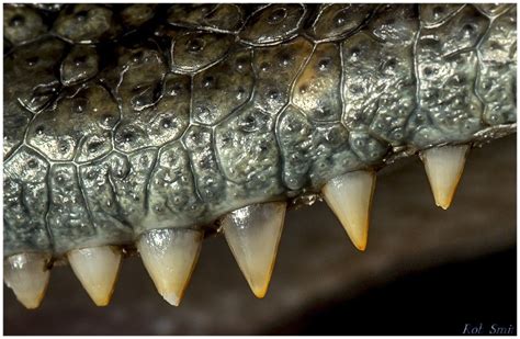 Teeth from (juvenile) spectacled caiman | Caiman, Nature animals, Reptiles