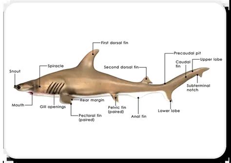 6+ Shark Anatomy Diagram - ShrutiGeorgi