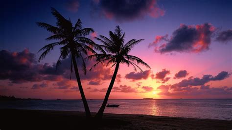 Palm Tree Sunset Wallpapers - Top Free Palm Tree Sunset Backgrounds ...