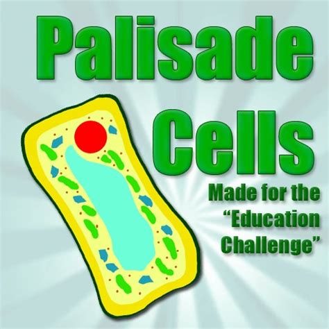 Palisade Cell Structure (Education Challenge Entry)