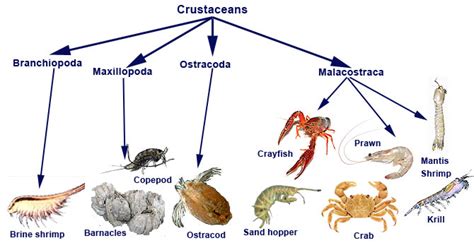 Crustaceos Caracteristicas