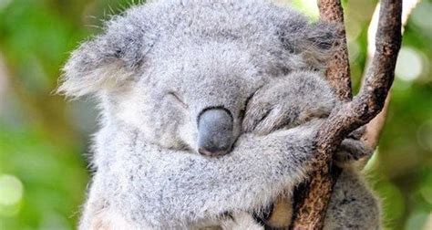 Koalas Population Rapidly Declining in Australia Due to Land Loss, Cow ...