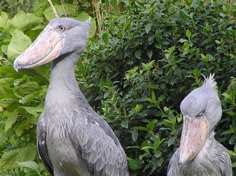 50 Facts About the Shoebill Stork: A Large and Strange Bird - Owlcation