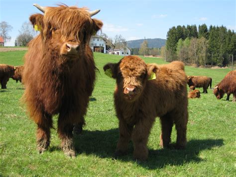 File:Highland Cattle 2.jpg - Wikipedia