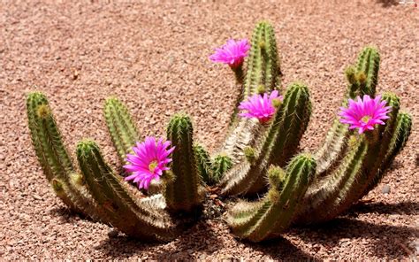 Desert Cactus Flower