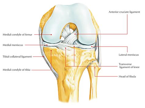 Medial Meniscus – Earth's Lab