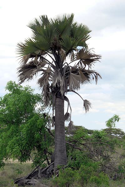 Borassus sp. - Palmyra Palm