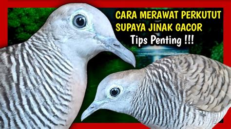 cara merawat burung perkutut agar cepat jinak dan gacor - YouTube