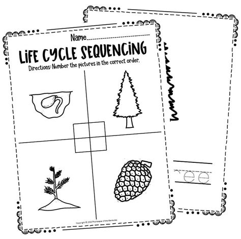 Free printable pine tree life cycle worksheets – Artofit