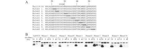 Alanine scanning mutagenesis of the Tail19-55 reporter. (A) Alignment ...