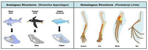 Divergent Evolution Diagram