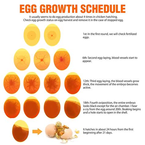 egg chart for incubation - Google Search | Incubating chicken eggs ...