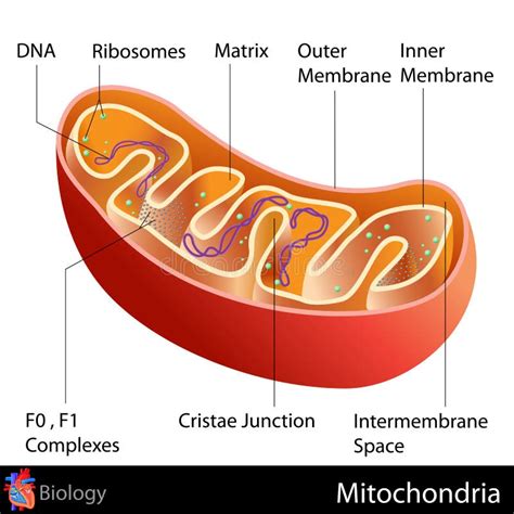 Mitocondri illustrazione vettoriale. Illustrazione di medico - 31606337