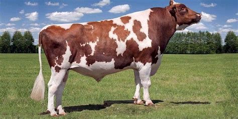 Ayrshire Cattle Info, Size, Lifespan, Uses, and Pictures