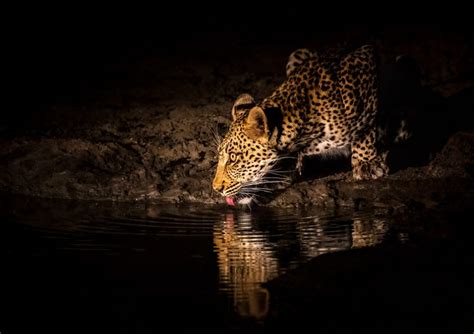 Tips to Photograph Wildlife on a Night Safari in Africa - Nature TTL